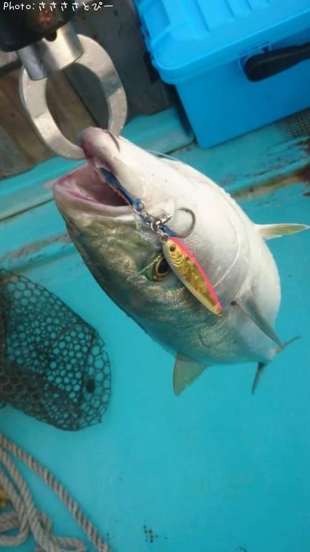 ���ʥ����ҥ饽�������ޥ���������