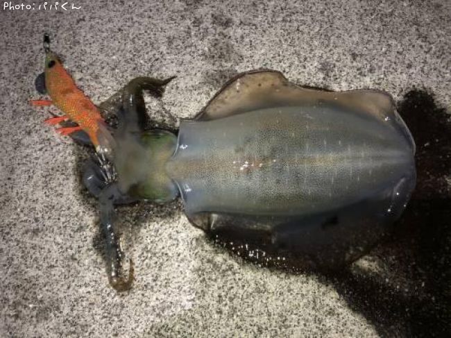 �����ꥤ��