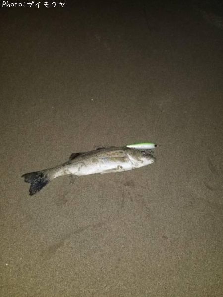 �����Х�