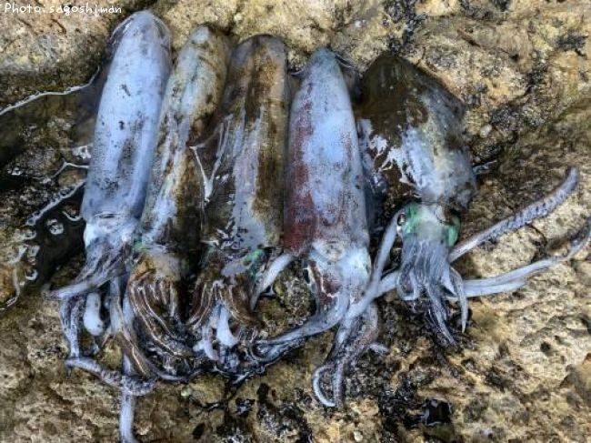 �����ꥤ��