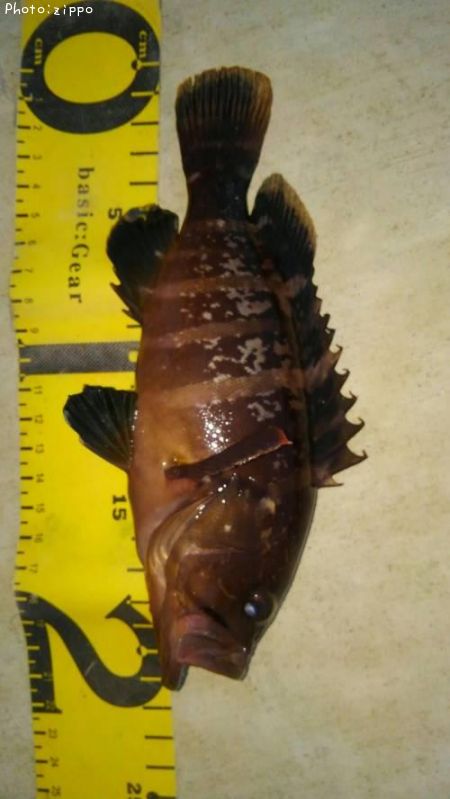 �ޥϥ���ɥ�