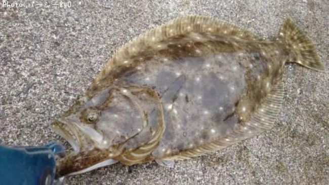 �ҥ��ʥ�����