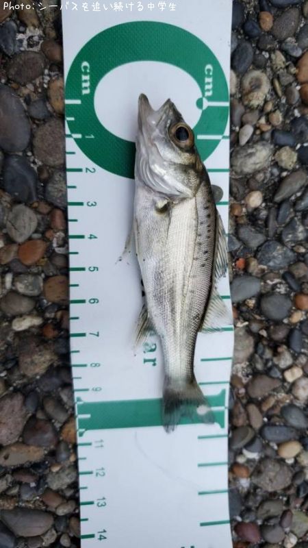 �����Х��ʥ�������