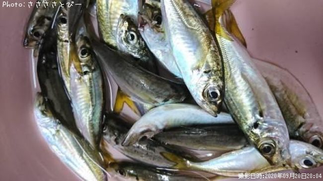 ��������Х롡