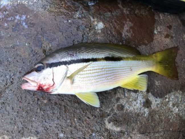 �襳�����ե�����