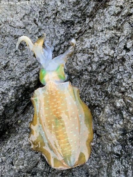 �����ꥤ��