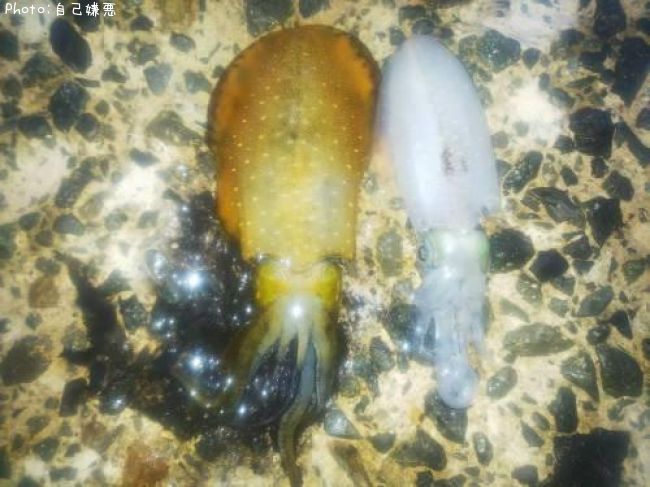 �����ꥤ��