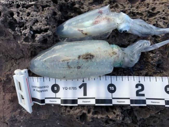 �����ꥤ��