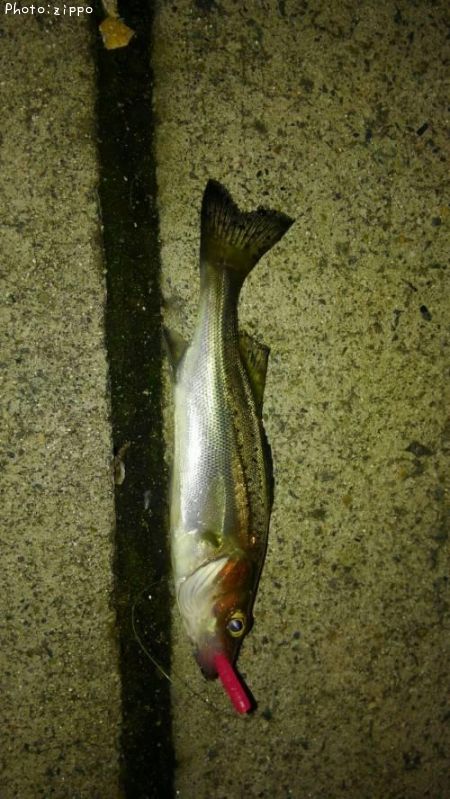 �����Х�