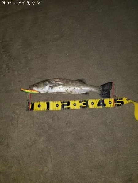 �����Х�