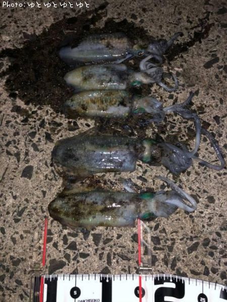 �����ꥤ��