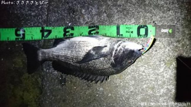 ���������������Х�