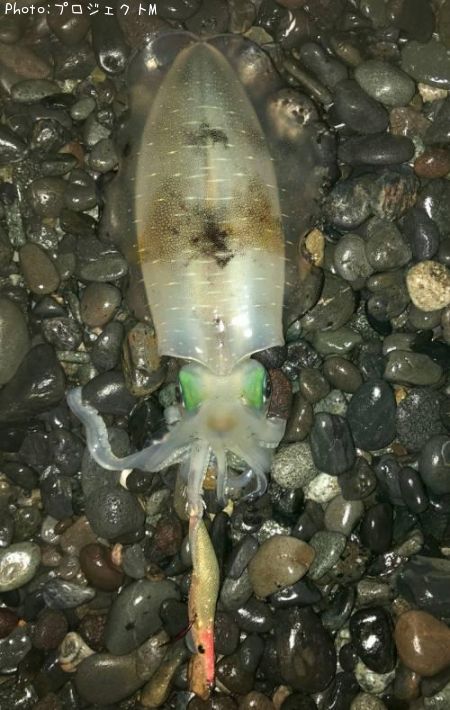 �����ꥤ��