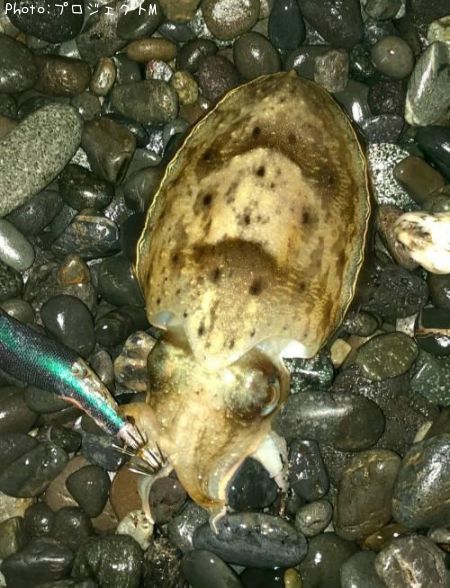 ���ߥ���