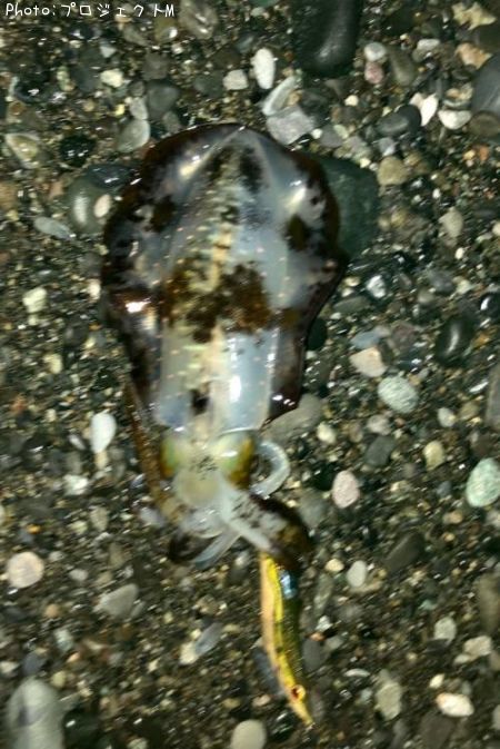 �����ꥤ��