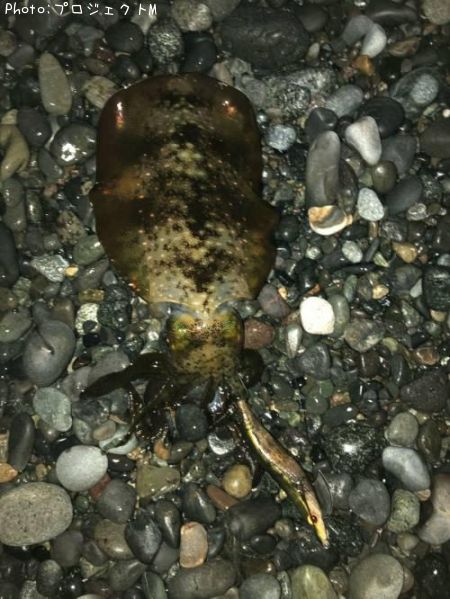 �����ꥤ��