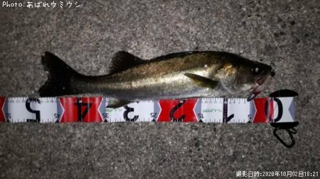 �����Х�