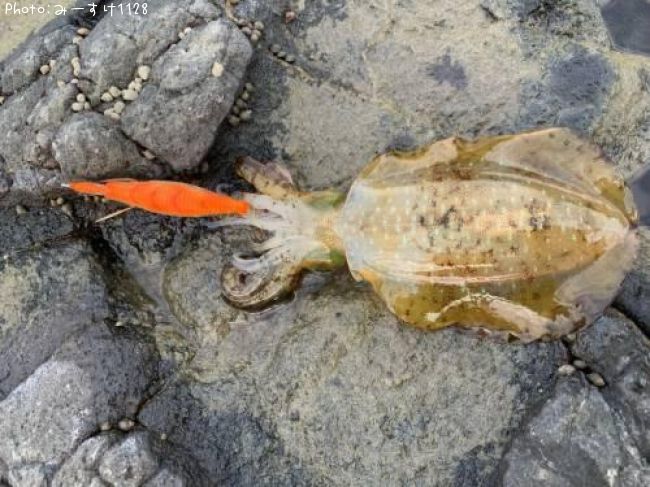 �����ꥤ��