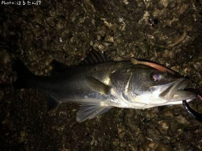 �����Х�