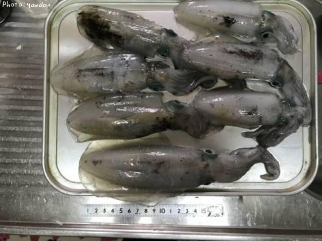 �����ꥤ��