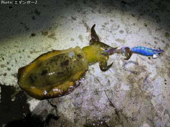 �����ꥤ��