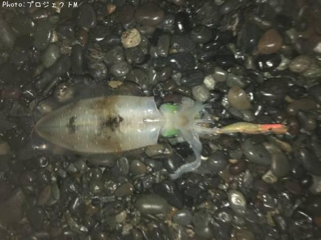 �����ꥤ��