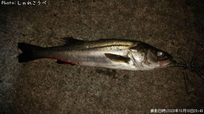 �����Х�