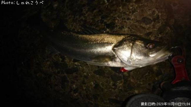 �����Х�