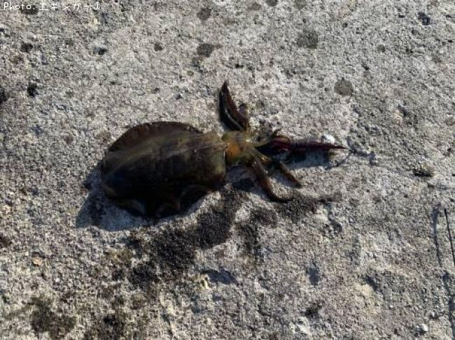 �����ꥤ��