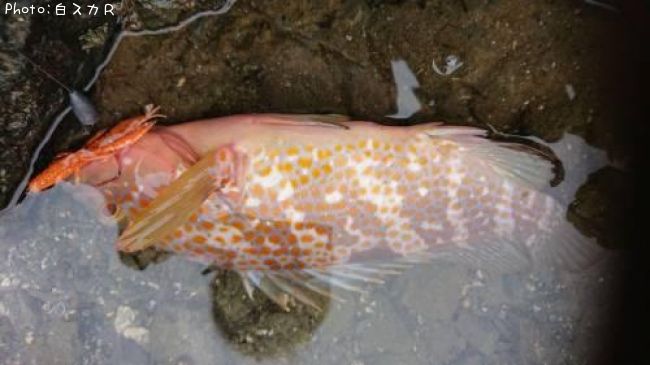 �����ϥ�