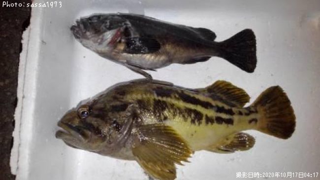 ���ޥ���