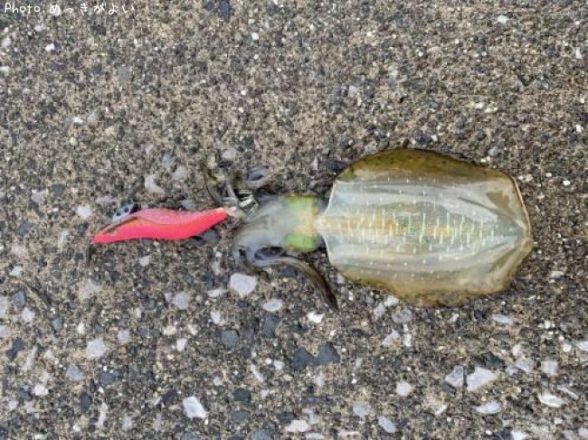 �����ꥤ��