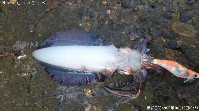 �����ꥤ��