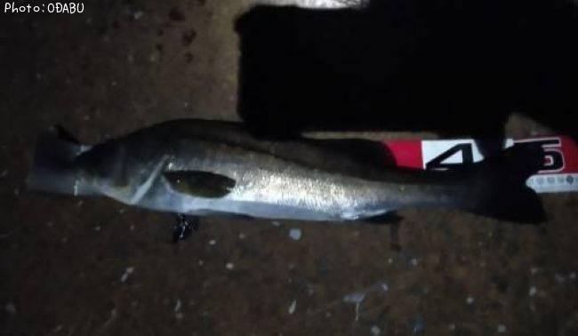 �����Х�