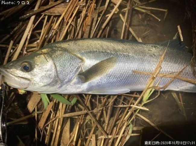 �����Х�����ɤ