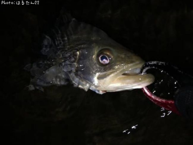 �����Х�