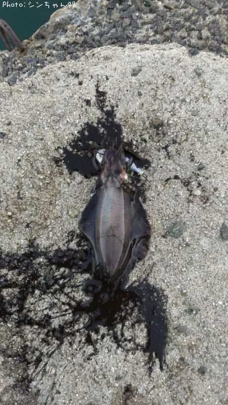 �����ꥤ��