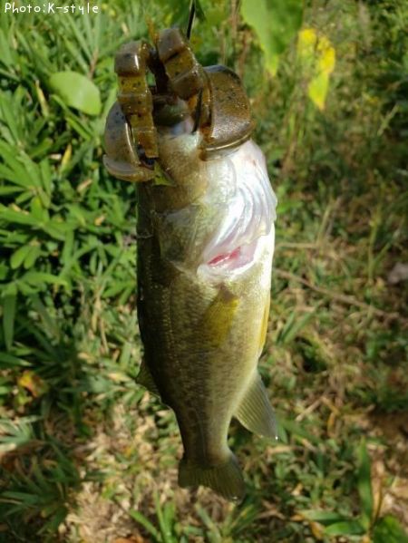 �֥�å��Х�