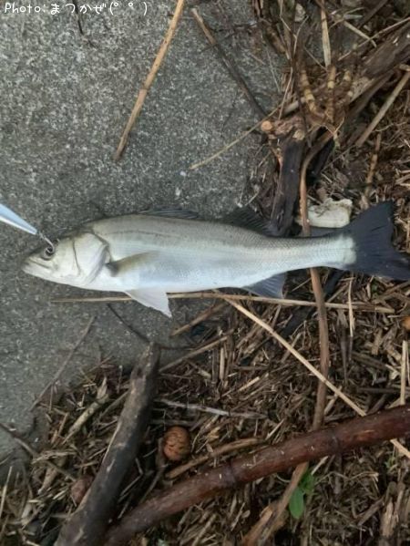 �����Х�