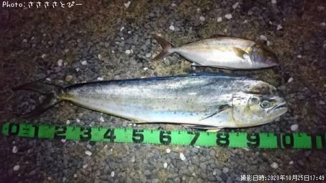 ����ѥ����᡼��������������ʥ����ҥ饽�������ҥ��