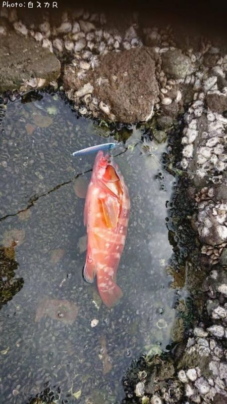 �����ϥ�