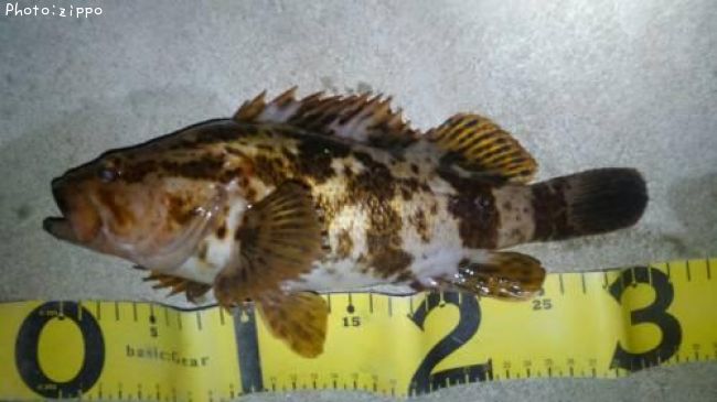 �����Υ���Х�