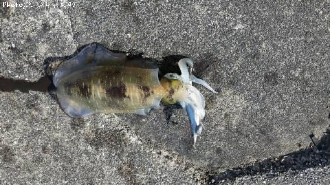 �����ꥤ��