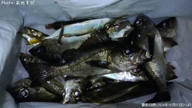 ��������Х�