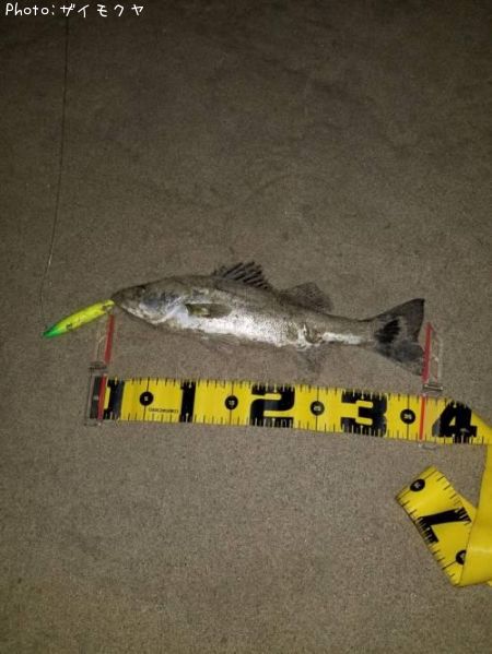 �����Х�