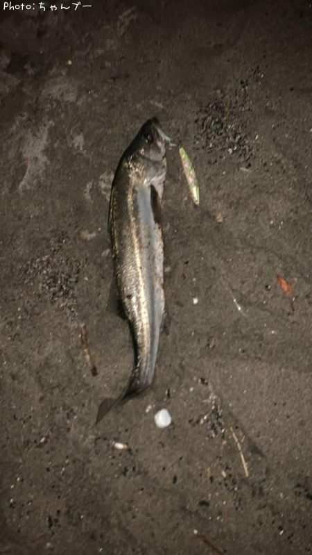 �����Х�