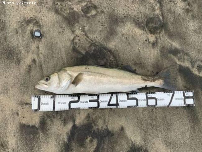 �����Х�