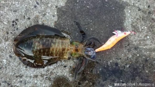 �����ꥤ��