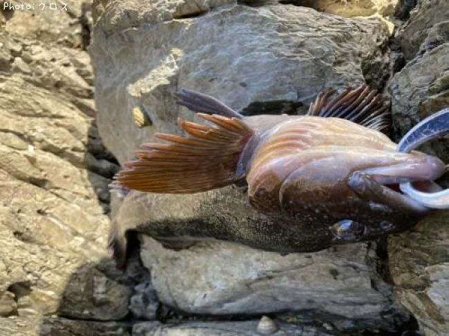 �����ʥ�