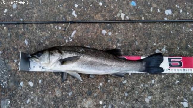 �����Х�